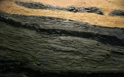 黑科技 植物如何轉化為數十米厚的煤層？真相揭秘