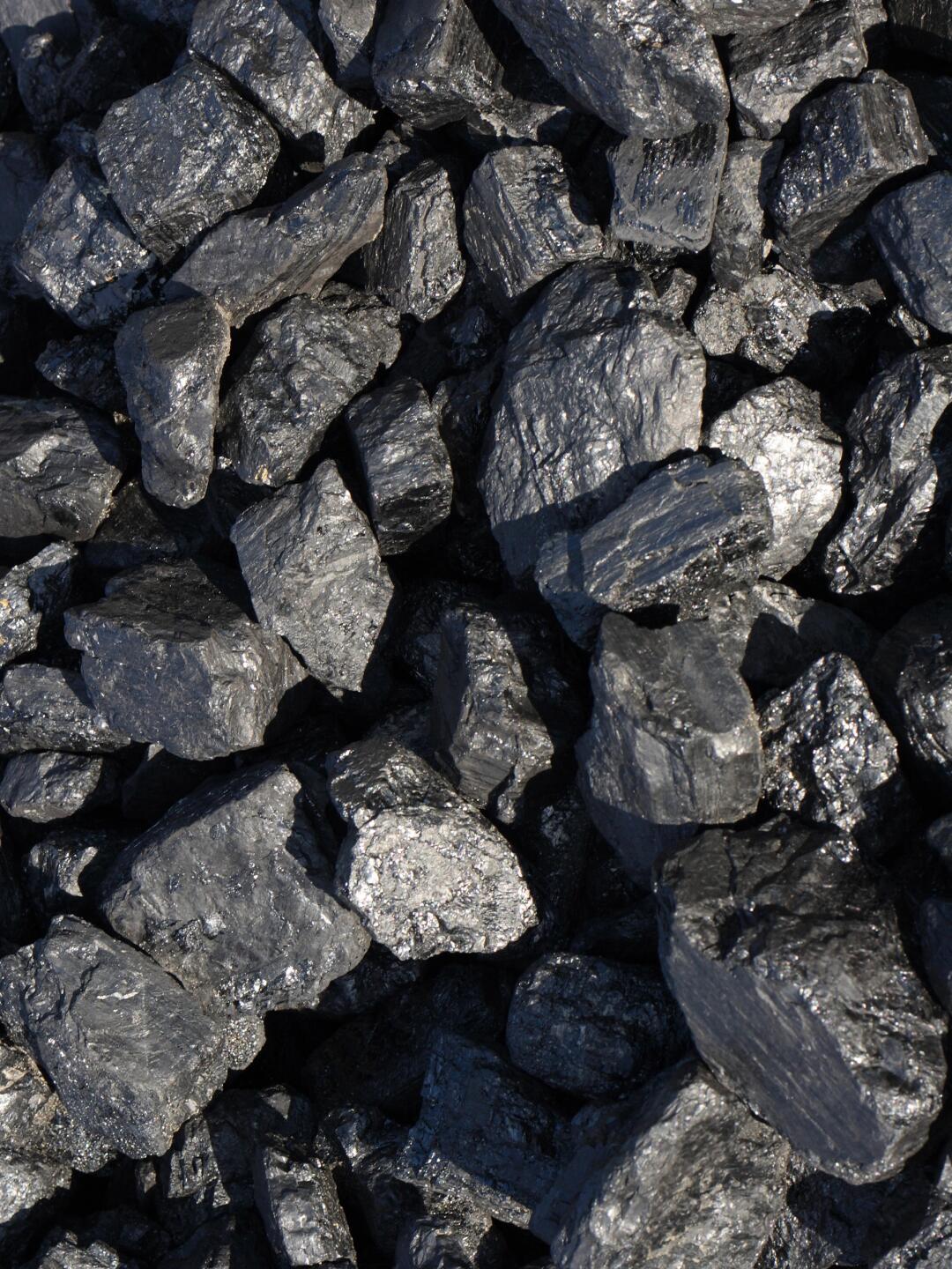 煤炭中的植物化石 遠(yuǎn)古森林的印記